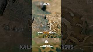 Download lagu Buaya vs Anaconda: Duel Mematikan di Sungai Amazon! #trending #viralvideo #shorts #buaya #anakonda mp3 Download lagu Buaya vs Anaconda: Duel Mematikan di Sungai Amazon! #trending #viralvideo #shorts #buaya #anakonda mp3