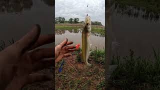 peixe rei pescado dificilmente conseguir capitursr um exemplares deste tamanho com 33 centímetros