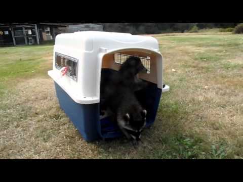 De bedoeling is dat ze je volgen...