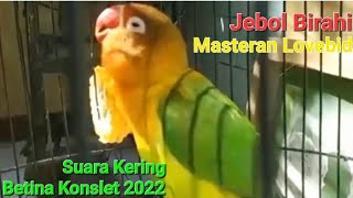 Download lagu JEBOL BIRAHI..! Masteran Lovebird Betina Konslet Suara Minor Kering Paling Di Cari ! AMPUH !! mp3