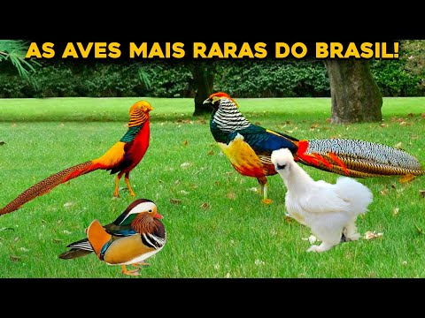 AS AVES MAIS RARAS DO BRASIL QUE VOCÊ NÃO SABIA QUE EXISTIAM