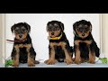 Airedale Terrier dogs for sale: Sparkles  - Video 1