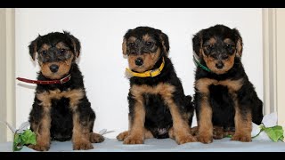 Video preview image #1 Airedale Terrier Puppy For Sale in HOLTWOOD, PA, USA