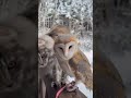 This Girl Found A Lonely Owl In The Middle Of The Road Animal Rescueanimals Animalsoftiktok Anim