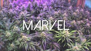 Pro Era -  Hail Razor (feat. A La $ole, Dessy Hinds & CJ Fly)