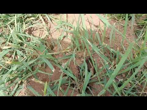 Several Ant Colonies Found During Inspection...