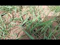 Several Ant Colonies Found During Inspection in New Brunswick, NJ