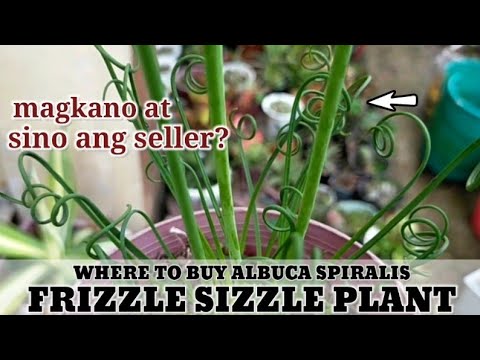 Finding Albuca Spiralis Frizzle Sizzle Succulent • Saan tayo nakabili? 다육식물 | 多肉植物 | Suculentas