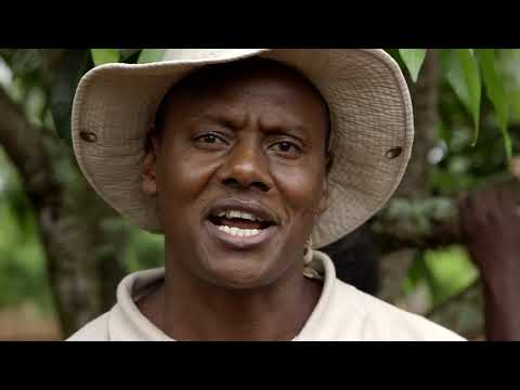 Shamba Shape Up Sn 9 - Ep 4: Beef Cattle, Mangoes, Macadamia (English)