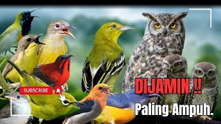 Download lagu Suara Pikat Burcil Ribut Kombinasi Burung Kejepit Paling Ampuh ‼️ mp3