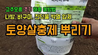 고추농사 고추모종 해충 예방법 거세미나방 바구미 진딧물 파벌레입제 토양살충제 뿌리기