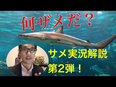 スマスイのメジロ実況解説！兵庫の大水槽はサメ天国？ @須磨海浜水族園