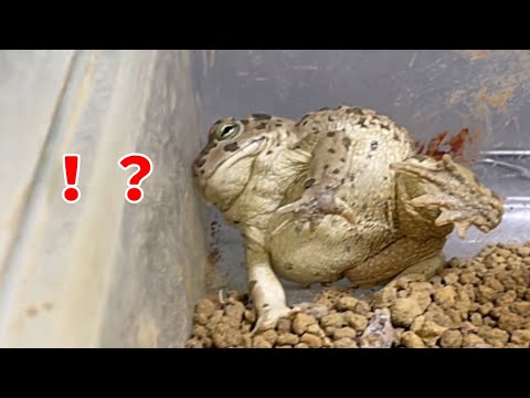 庭からカエルを追い払い、プールに入らないようにするにはどうすればよいでしょうか?  庭園