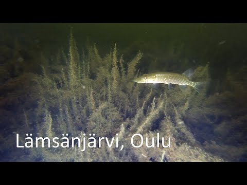Lämsänjärvi Oulu 4.9.2024 - ystävälliset affenet