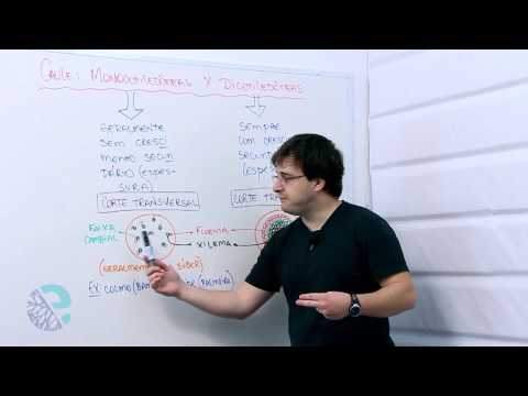 Estrutura do caule em monocotiledôneas e dicotiledôneas