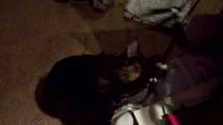 Silverclaw and the Goth Feathers of Doom