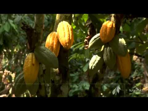 The Story of Navitas Natural Organic Cacao