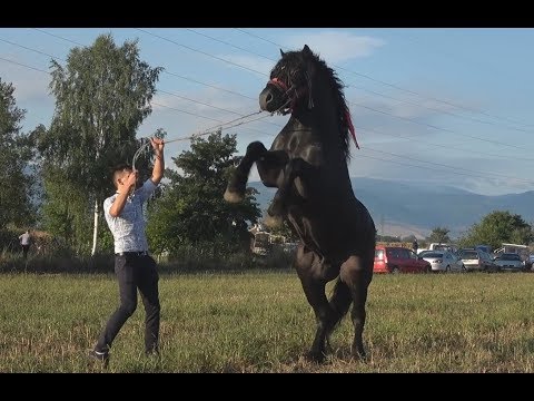 Targul de cai de la Hateg, Hunedoara 5 septembrie 2017