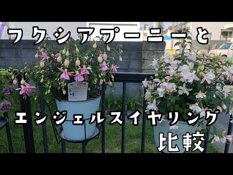 園芸 ロイヤル フクシア