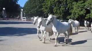 preview picture of video 'Lipizzaner horses. Lipica, Slovenia 1912'
