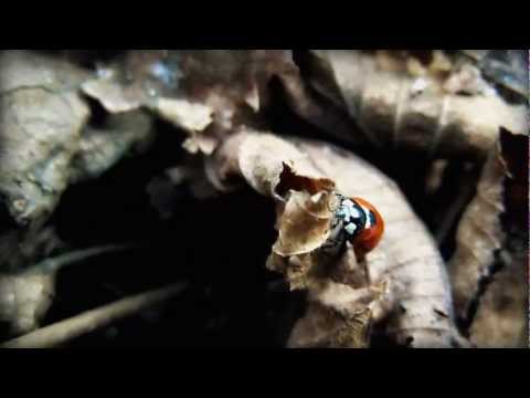 Saša Paljenkaš - April in a July