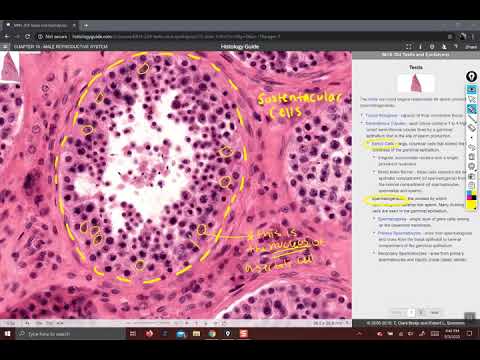 Histology of the testis, epididymis, and penis
