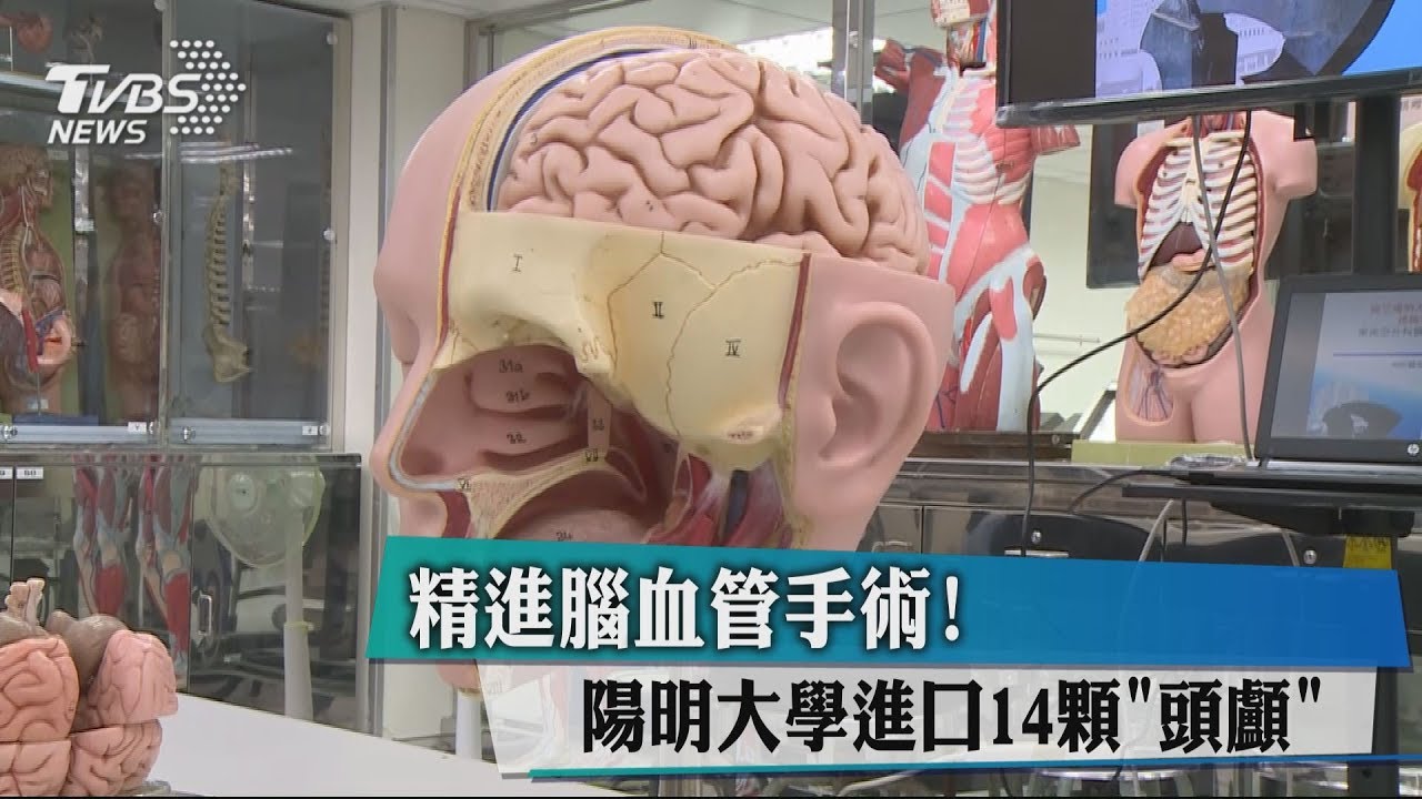 精進腦血管手術! 陽明大學進口14顆「頭顱」