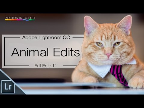 Lightroom 6 tutorial - Edit Animal Photos in Lightroom CC Tutorial