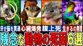 【閲覧注意】残念な死に方をする生き物6選【ゆっくり解説】【動物おもしろ雑学】