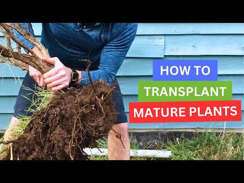 , title : 'Transplanting Mature Plants'