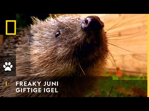 FREAKY JUNI - Giftige Igel | National Geographic
