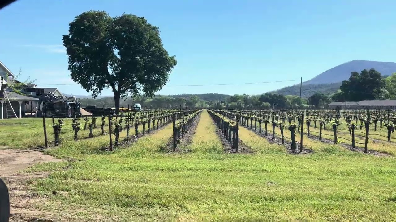 A Drive Through the Ranch — Quercus Ranch Sauvignon Blanc vineyard video tour, Big Valley Basin AVA, Lake County, California