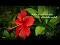 Semburuthi Song
