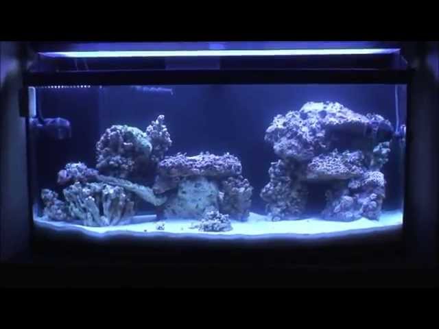 Live Rock Aquascape