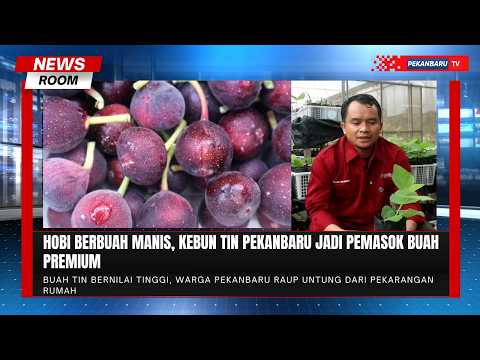 Berawal dari Hobi, Buah Tin Asal Pekanbaru Menembus Pasar Modern