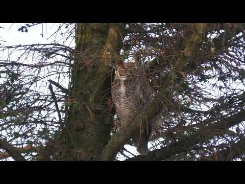 Great Horned Owl. Kenidjack. West Cornwall.