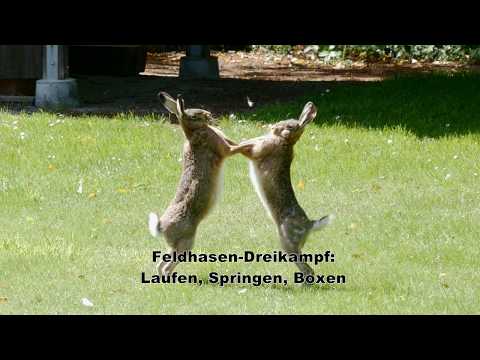 Feldhasen Dreikampf -  Laufen, Springen, Boxen