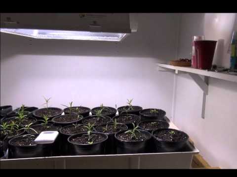 Milkweed Restoration Project #3