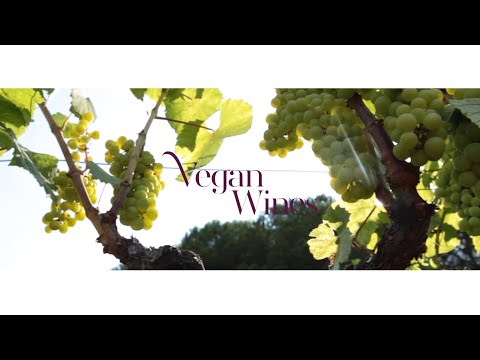 download lagu mp3 mp4 Is Jacobs Creek Wine Vegan, download lagu Is Jacobs Creek Wine Vegan gratis, unduh video klip Is Jacobs Creek Wine Vegan