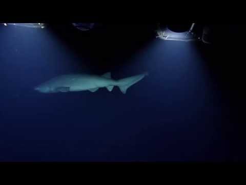 Sharks of the Puerto Rico Trench | Nautilus Live