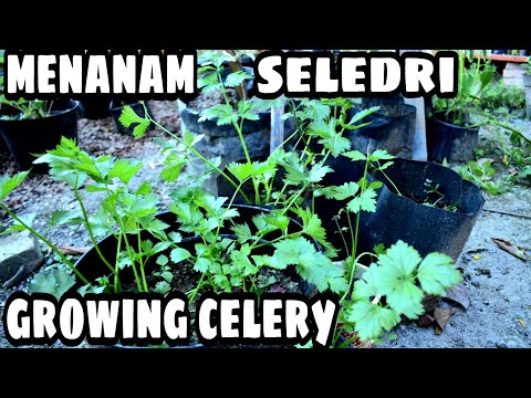 , title : 'Menanam Seledri (Daun Sop) | Pindah Tanam | Panen | Growing Celery | Stia Horbo'