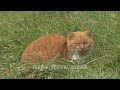 What Do The Animals Say By Hap Palmer Live Action