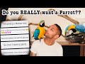 DON T Buy A Macaw Unless Mikey The Macaw