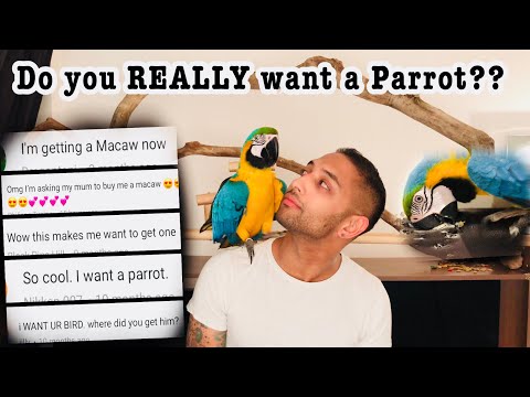 download lagu mp3 mp4 Macaw, download lagu Macaw gratis, unduh video klip Macaw