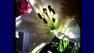 How the Light Gets In