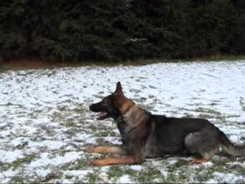 Astoria Daniel Bohemia - Obedience - 4 years