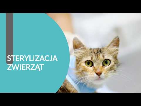 Labrador Agnieszka Szczepanik, Tomasz Szczepanik s.c. - video