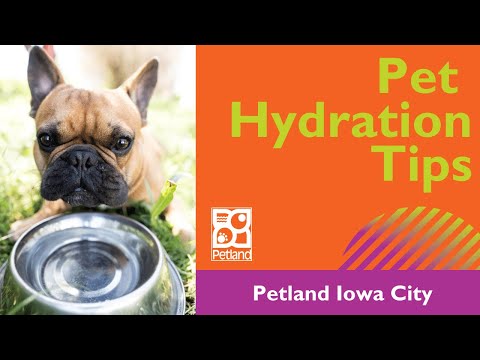 Pet Hydration Tips