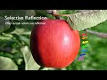 Selective Reflection | The Color of an Object Depends Upon the Light Source | Arbor Scientific