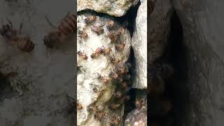 Download lagu ᭚ᬜᬯᬦ᭄‌᭟ (Nyawan) Lebah #lebah Bee #bee 59 mp3